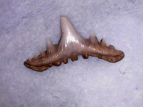 Shark tooth requin - tooth,