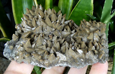 TOP Calcite Chocolat Dents de Chien Chihuahua 10x7.5cm Mexique minéraux pierre