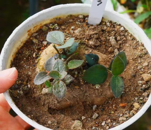 Rare cacti ceropegia - cacti,