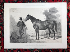 Lithographie Originale Hippolyte LALAISSE - Jument Bretonne - Pur Sang