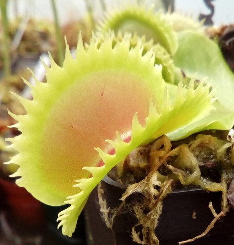 Plantes carnivores dionaea - plantes,