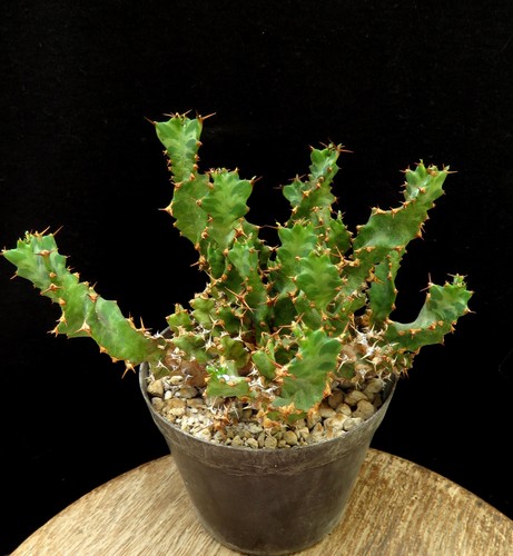 Euphorbia groenewaldii