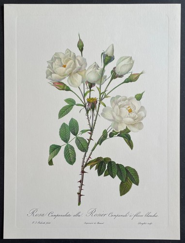 Botanique rosier campanulé - botanique,