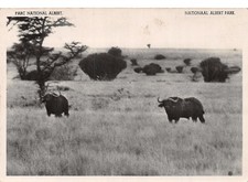 BELGIAN CONGO BUFFALOES