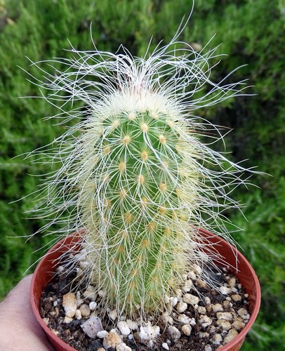 Echinocereus delaetii cactus - ,