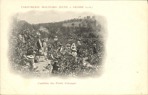 Cueillette des fleurs - cueillette,