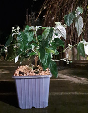 Arbre à papillons - Buddleja  Auriculata - Fleurs hivernales - Plante Rare 25 cm