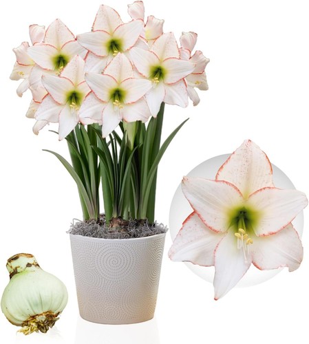 Bulbes amaryllis picotee - d'amaryllis,