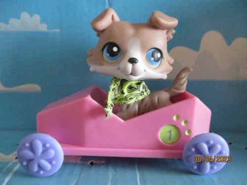 Petshop chien colley - n°67, +