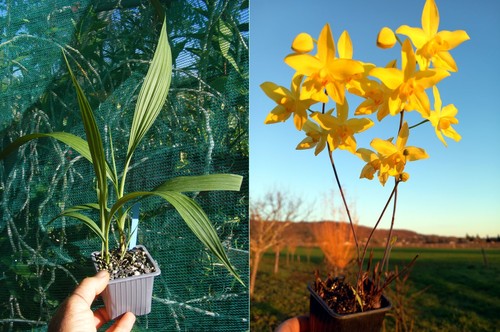 Spathoglottis affinis