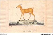 AIDP7-ANIMAUX-0635 - turpin direx - the pygmy