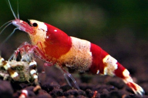 Crevette red crystal grade - red,