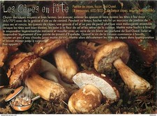 Recettes de Cuisine - Gastronomie - CPM - Voir Scans Recto-Verso
