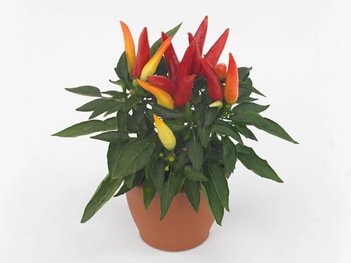 Piment capsicum hot joker - piment,