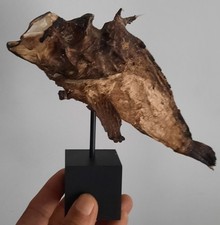 curiosity, taxidermy, shell: fish stone naturalized on base