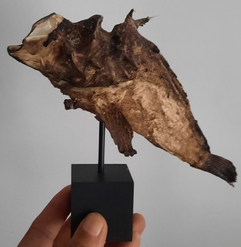 Curiosité taxidermie - ,,