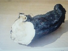 2 boutures de racine de