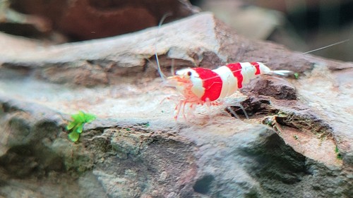 Crevettes caridina cantonensis - caridina,
