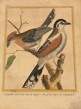 Antique Engraving "Senegal Black Headed Red Shrike & Boed Shrike"