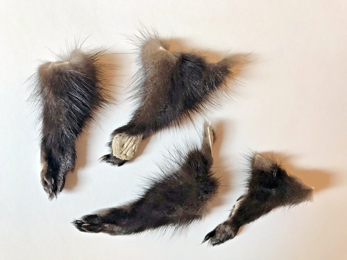 Fourrures pattes vison - pattes, de