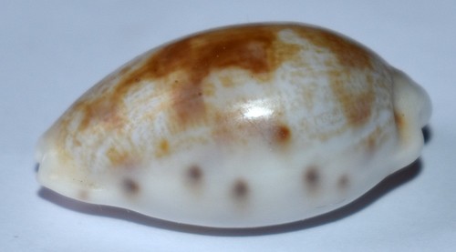 Sea shell coquillages - shell,