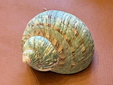 Coquillage de collection 
