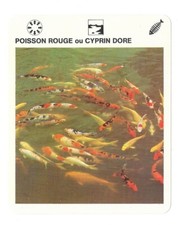Fact sheet - Le livre de Paris - 1975 - redfish or golden cyprin
