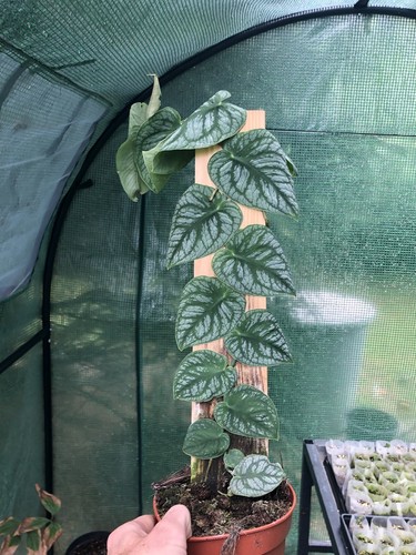 Monstera dubia araceae - monstera, aroid