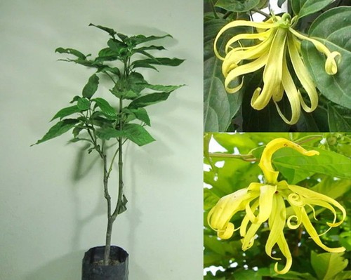 Cananga odorata var
