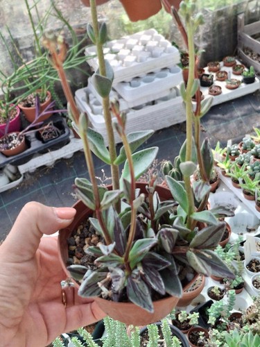 Lenophyllum guttatum variée