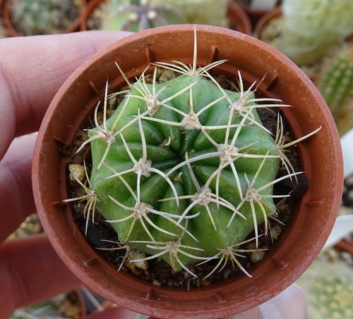 Echinopsis obrepanda var