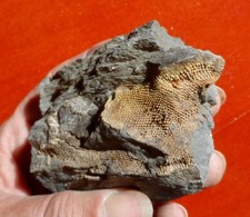 CORAIL (?) DÉVONIEN DES ARDENNES