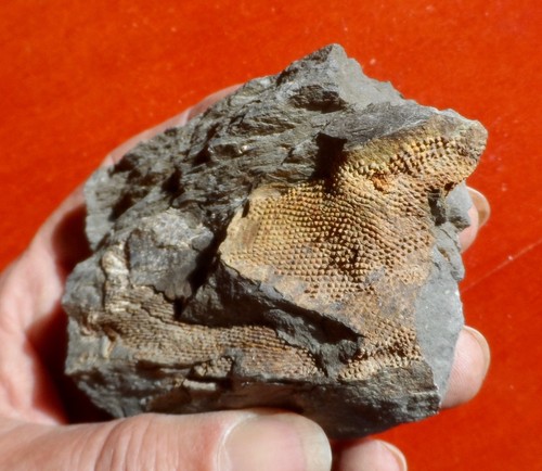 Corail dévonien des - corail,