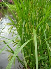 Carex pseudocyperus  plante