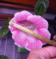 Gloxinia 'Gabriela'. Jeune