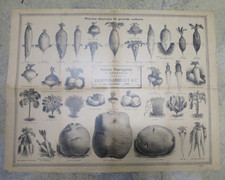 VILMORIN ANDRIEUX poster indoor board field plants vegetables