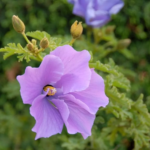 Alyogyne huegelii hibiscus - -,