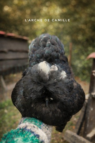 Oeufs de silkie - 🌟,