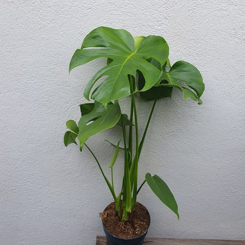 Monstera deliciosa pot cm - 15,