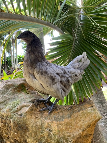 Blue egger ayam - (6),