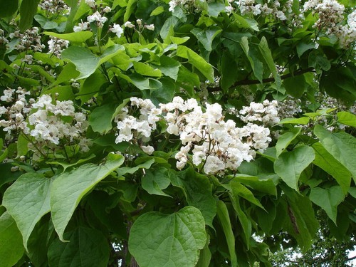 Graines catalpa ovata - graines,