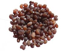 Coquelicot - Papaver Rhoeas -