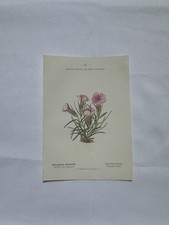 Planche Botanique Gravure
