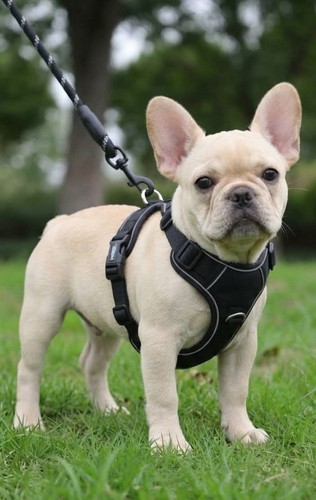 Harnais chien anti traction - chien, anti-traction
