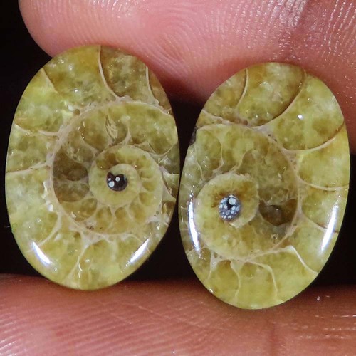 Cts fossile d ammonite - 21.2,