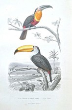  Oiseau tropical le Toucan