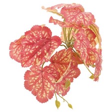  Accessoire Terrarium Plantes