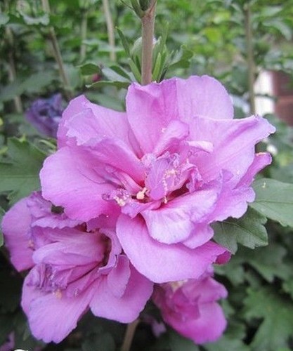Hibiscus pinck - ♫,
