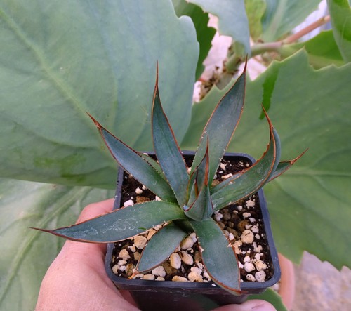 Mangave praying hand cactus - mangave,