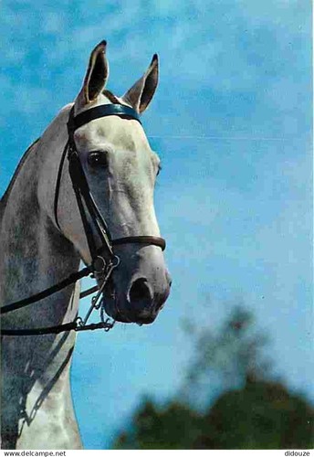 Postcard animals horses - -,